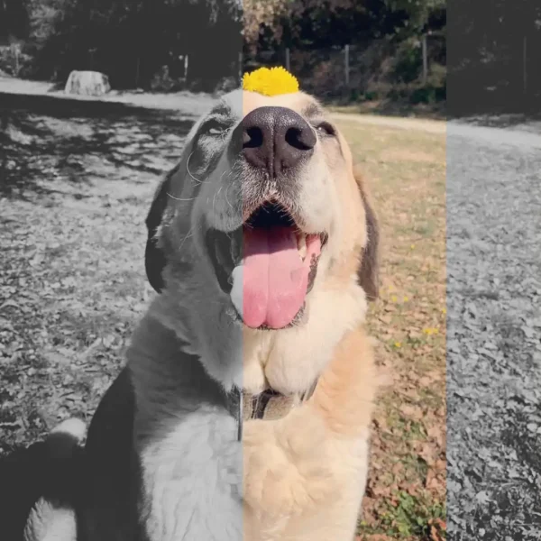 Foto de un perro, llamado Homer, que se utiliza como imagen de "el becario" en la agencia de marketing y publicidad ética de NOT MY TEMPO